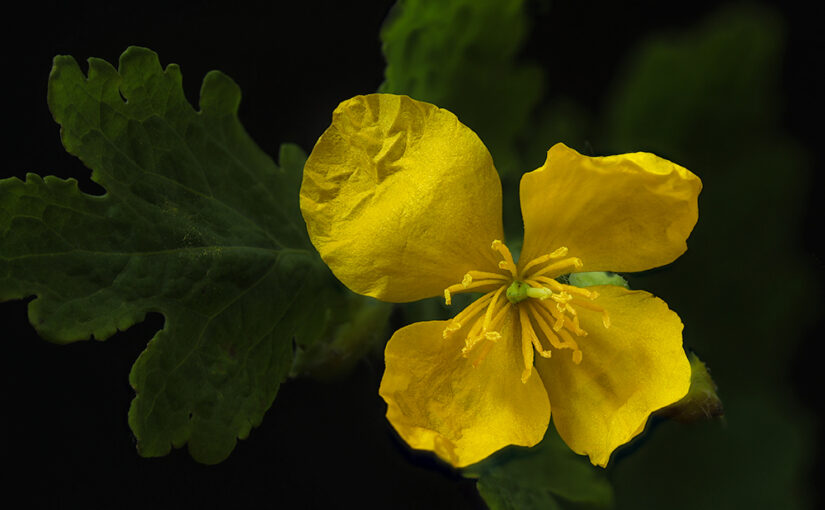 May 28 – Yellow flower