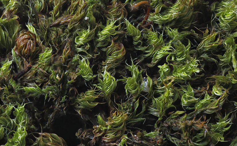 May 30 – Moss