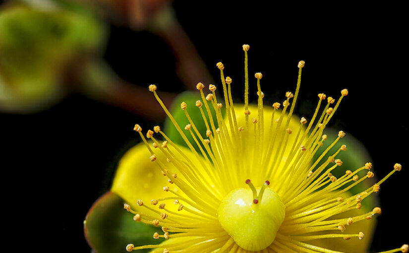 Jun 11 – Yellow