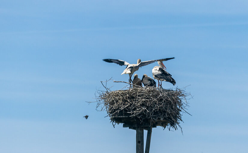 Jun 15 – Nest