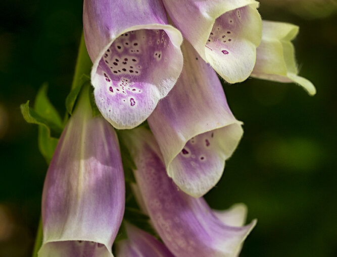 Jun 17 – Lupine