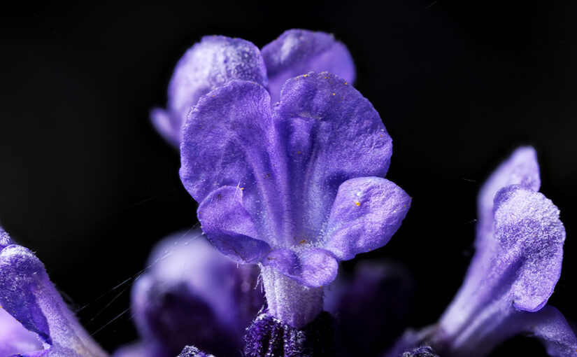 Jun 20 – Lavender
