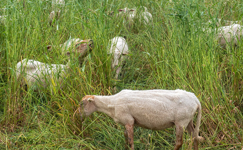 Jun 23 – No wool today