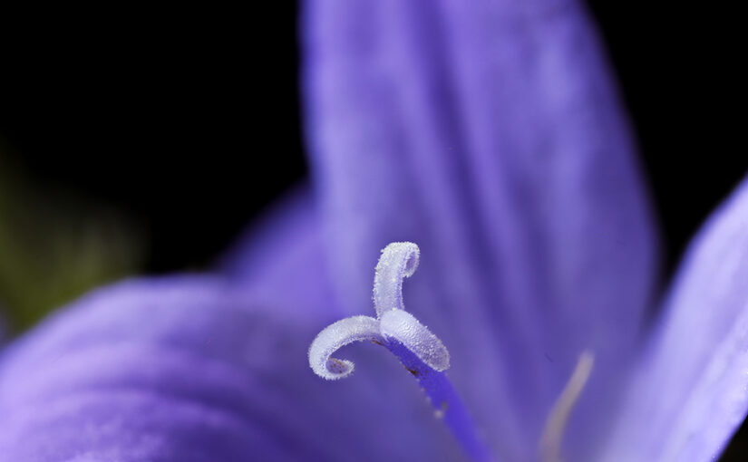 Jun 27 – Purple