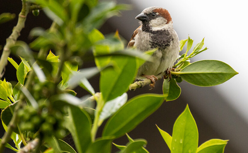 Jun 30 – Sparrow