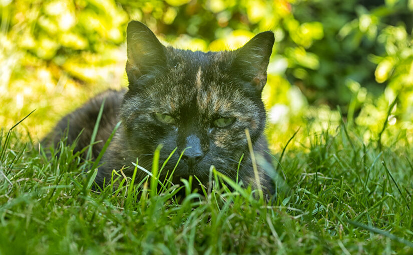 Jul 22 – Green grass