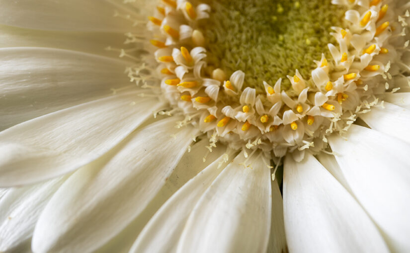 Sep 02 – Flower