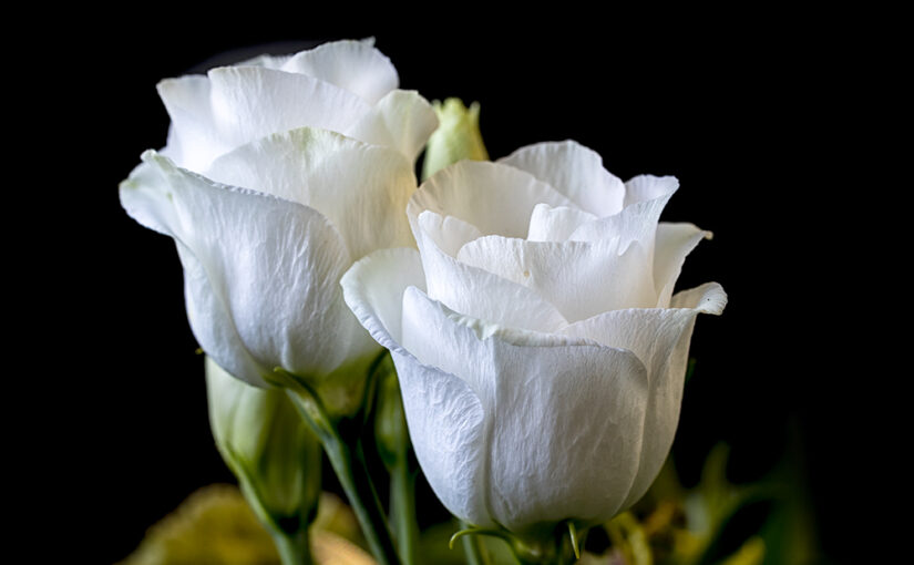White roses