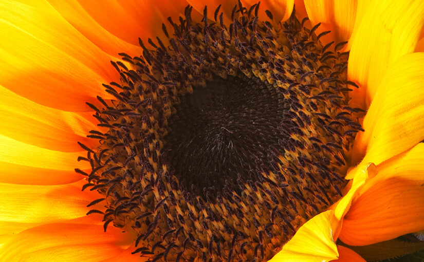 Sep 11 – Shining