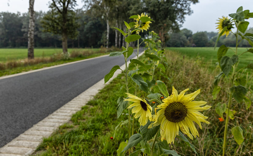 Flowers near a road