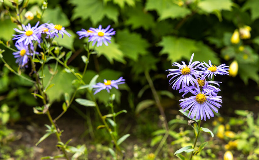 Sep 19 – Flowers