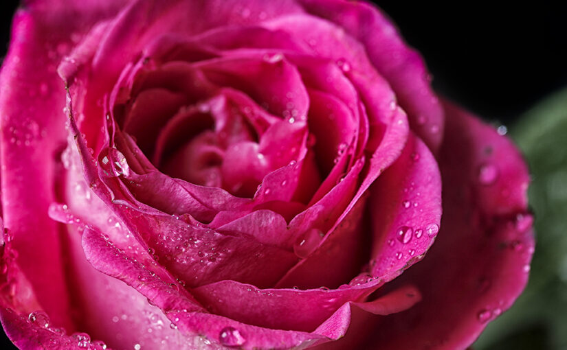 A pink rose with drops