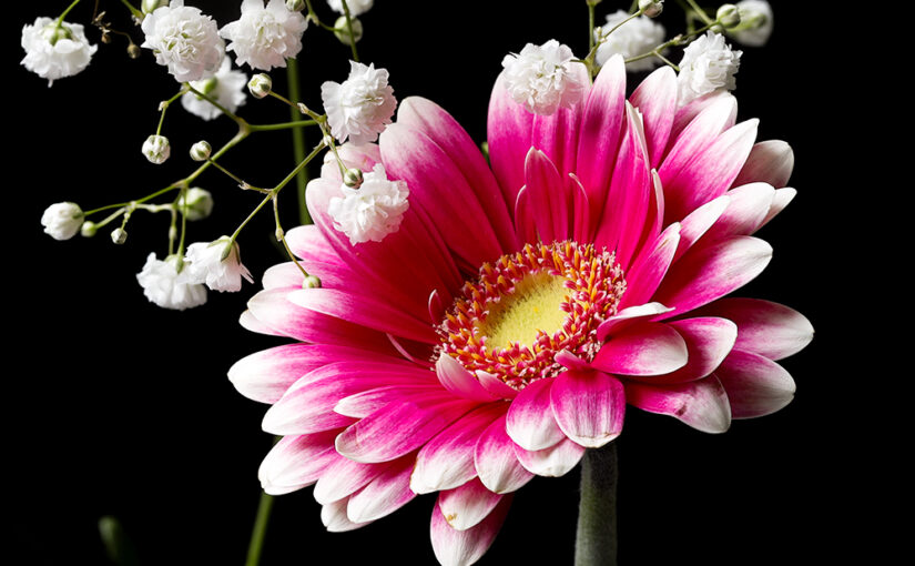 Fresh flowers in the house