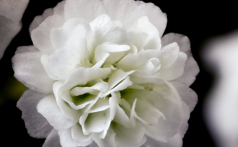 Oct 08 – White