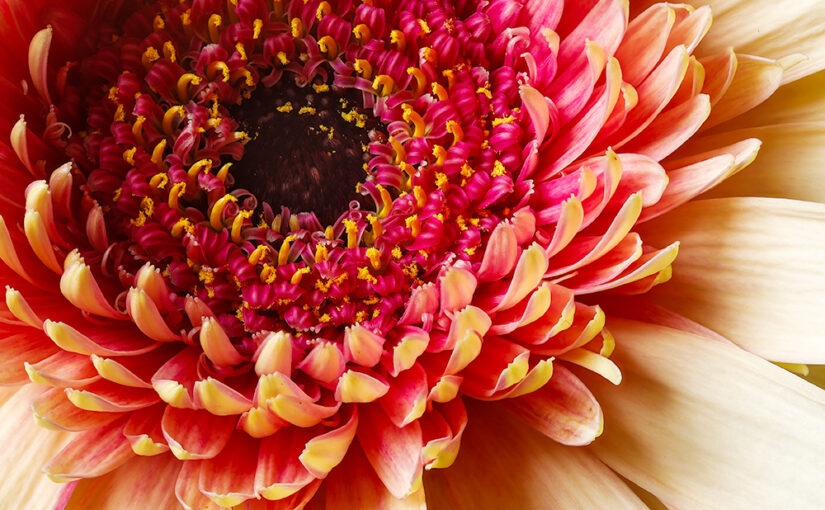 Oct 10 – Flower