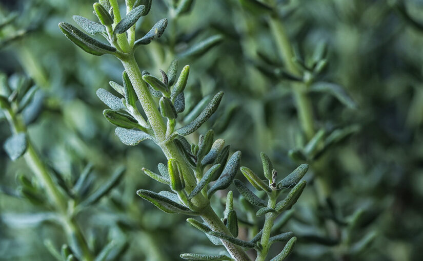 Oct 12 – Thyme