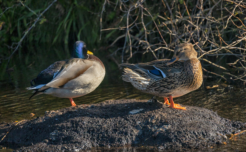 Oct 28 – Couple