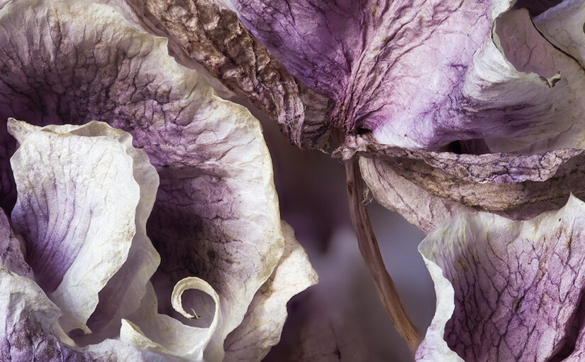 Oct 29 – Petals