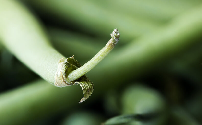 Nov 07 – Green