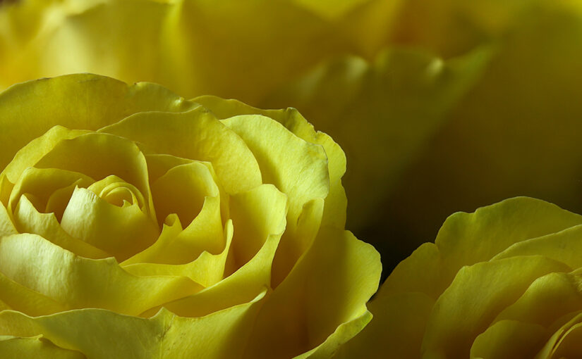 Nov 17 – Yellow