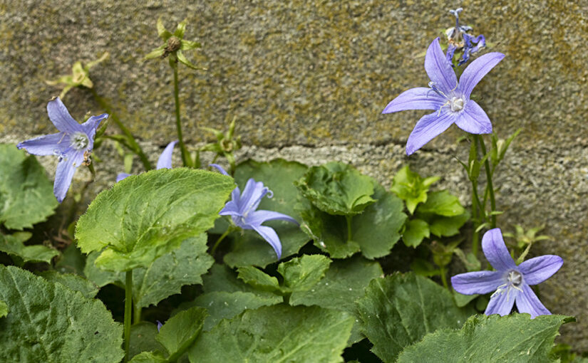 Nov 18 – Wallflower