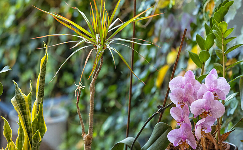 Nov 19 – Plants