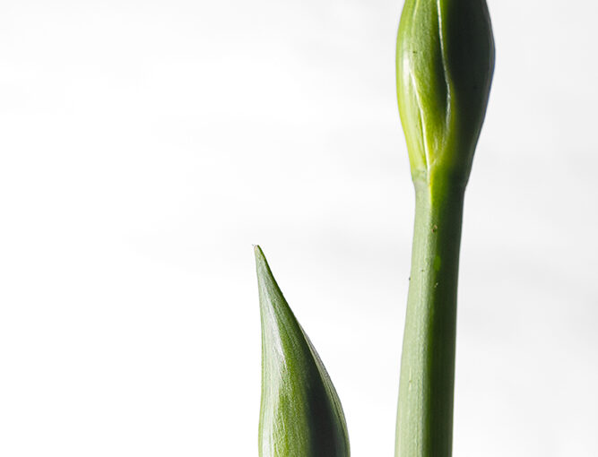 Nov 21 – Amaryllis