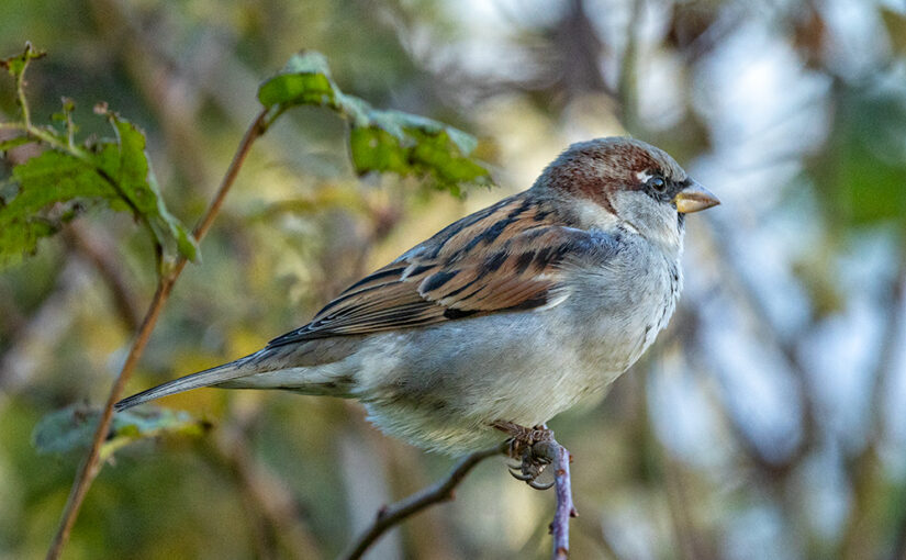 Nov 25 – Sparrow