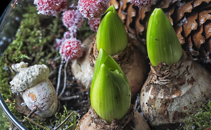 Once to become blooming hyacinths (I hope)