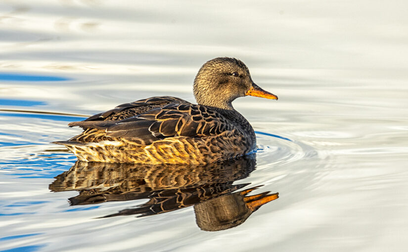 Jan 06 – Gadwall