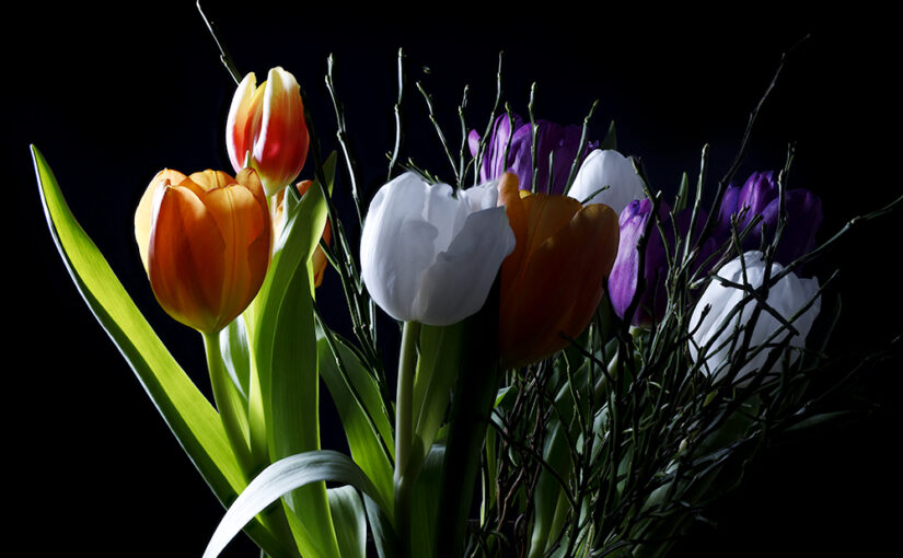 Jan 09 – Tulips