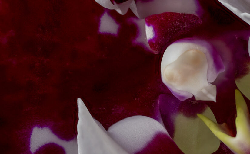 The inside of an orchid