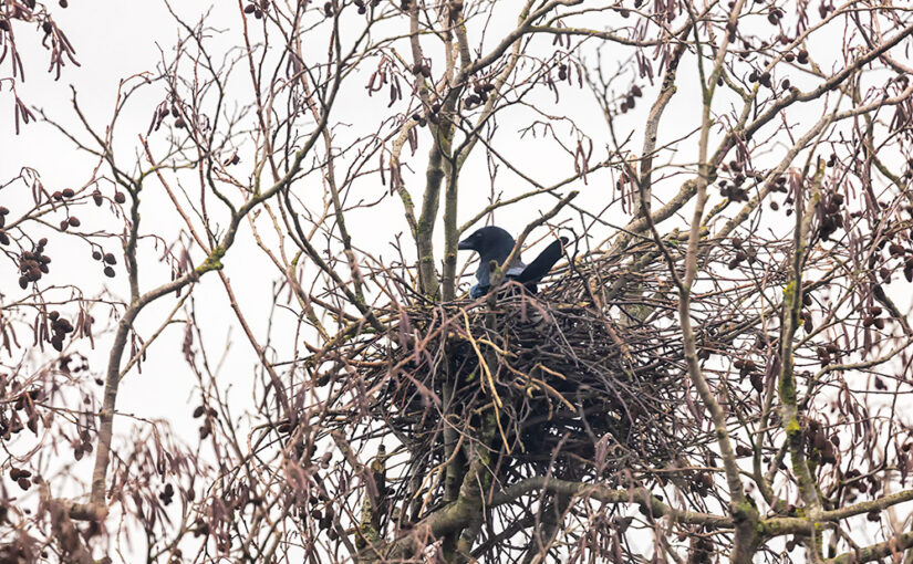 Jan 14 – Nest