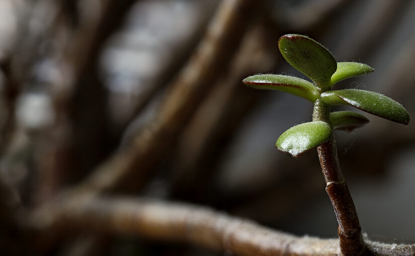 Jan 16 – Plant