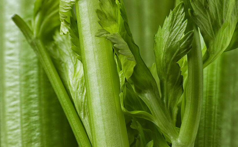 Detail of celery