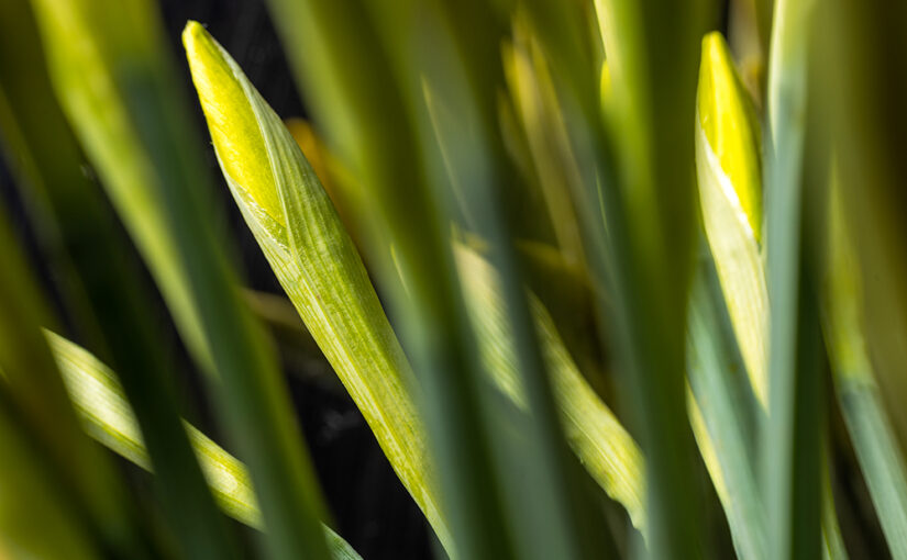 Feb 04 – Daffodils