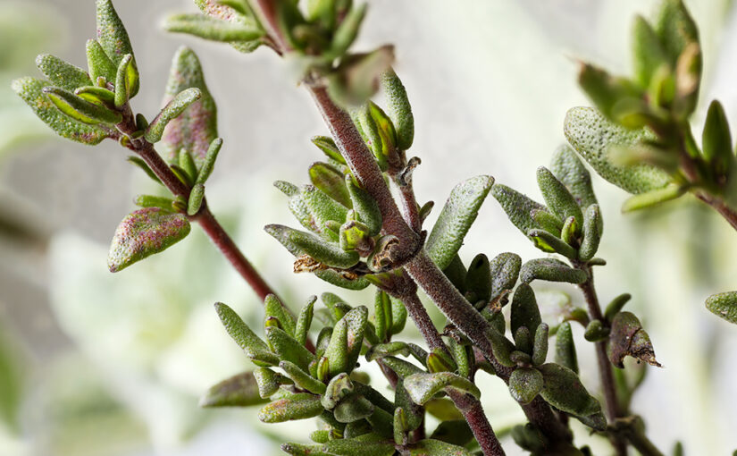 Feb 05 – Thyme