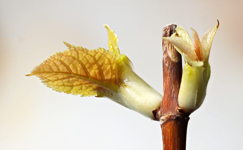 Mar 01 – Ivy