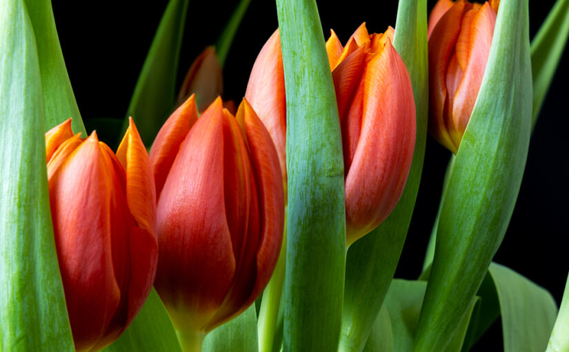 Fresh flowers in the house