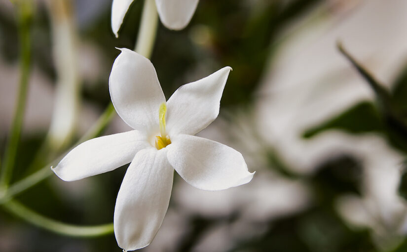 The flower