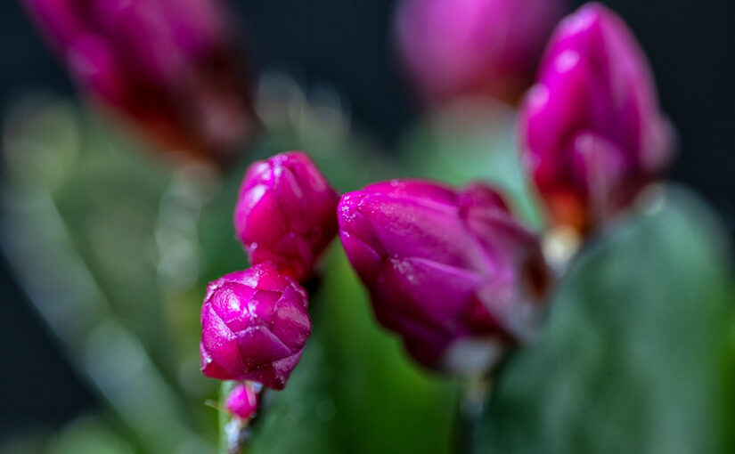 Mar 15 – Spring cactus