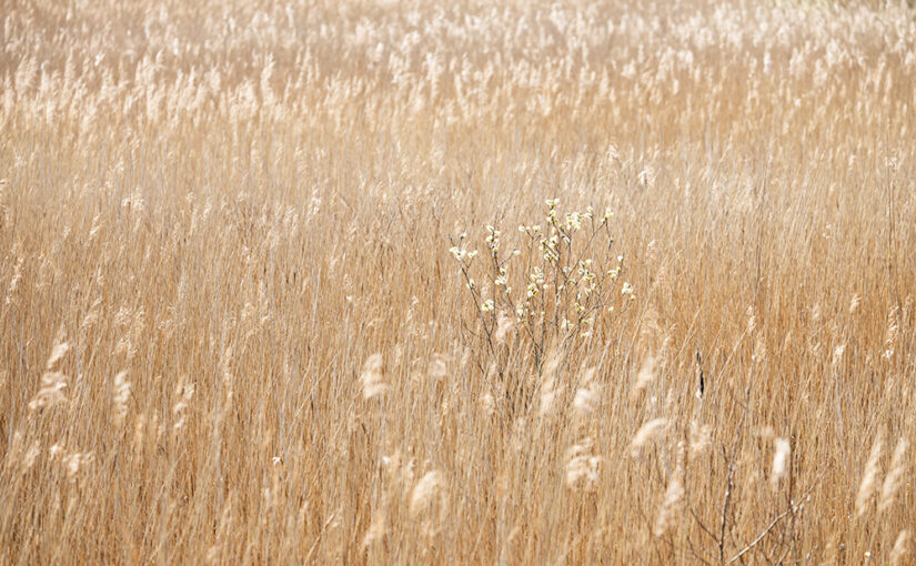 Endless fields with reed on a beautiful walking day