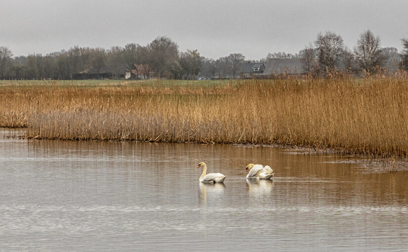 Swans on a grey and cold morning