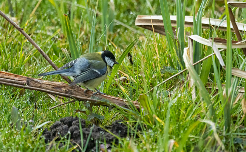 A great tit in the grass
