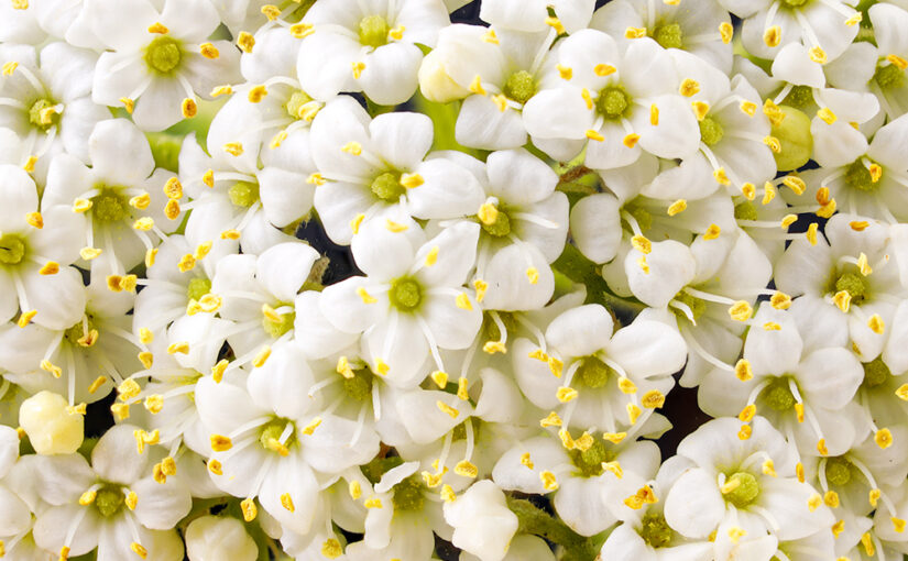 Apr 29 – Blooming