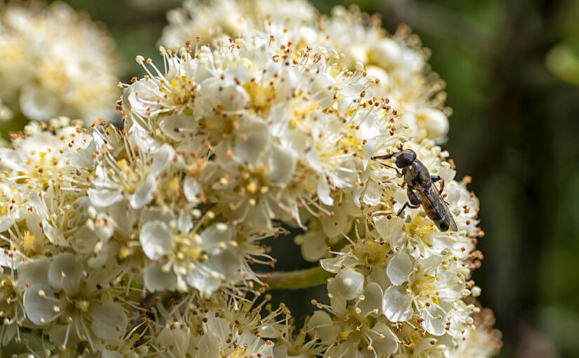 An insect in my hedge