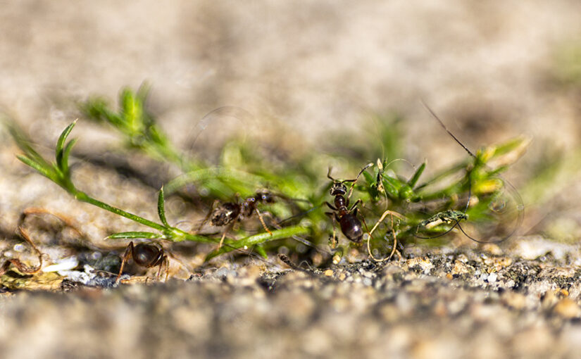 Enough of them in my garden