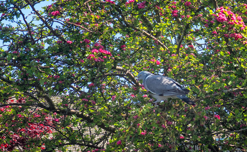 A dove in a colorful tree in the neighborhood