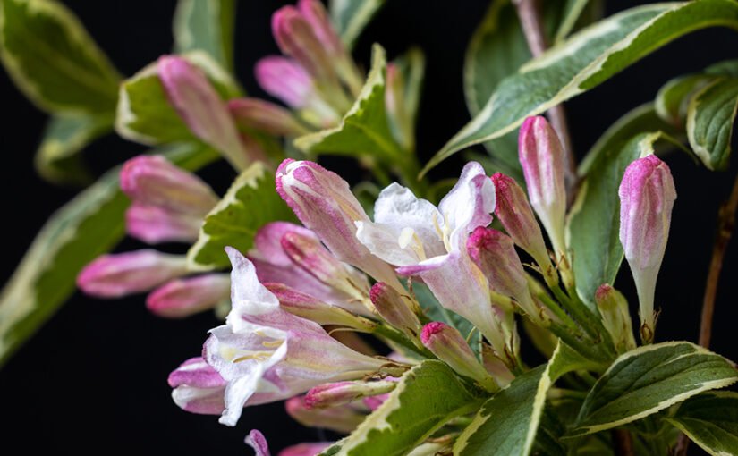 Flowers from a blooming bush in my garden