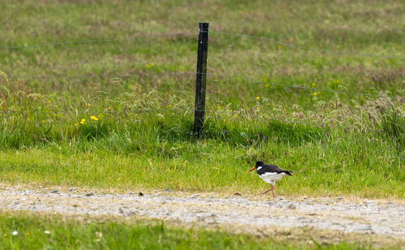 May 16 – Walking